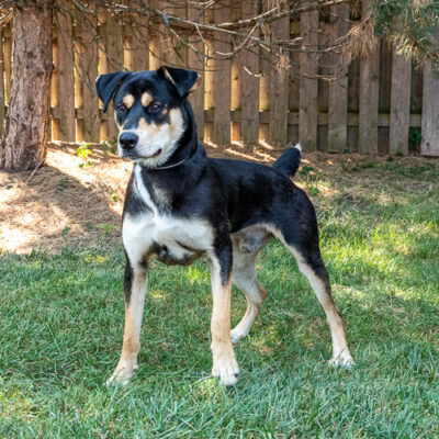 Shepherd mix