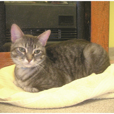 Shine is a handsome gray and silver tabby.