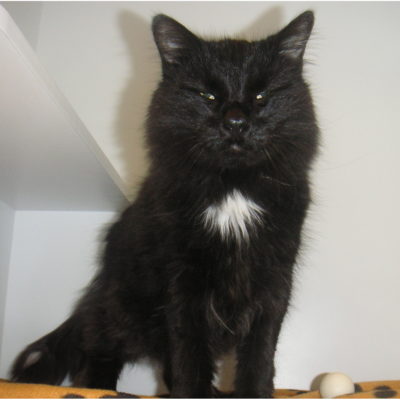 Simon is a long furred black male with silver highlights.
