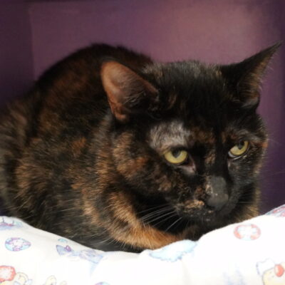 Snickers is a female dark tortie.