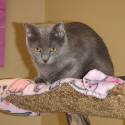Sunny is a small gray female.