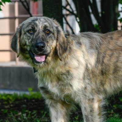 a Shepherd/Catahoula mix