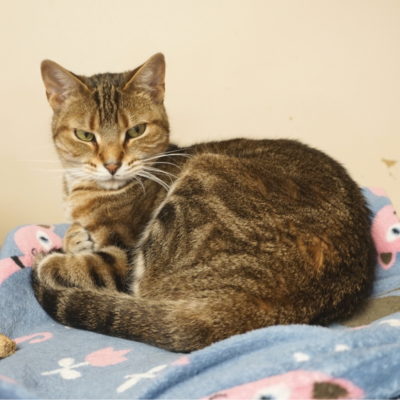 Toni is a beautiful golden brown female tabby cat.