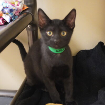 Wilbur is a curious and friendly black male.