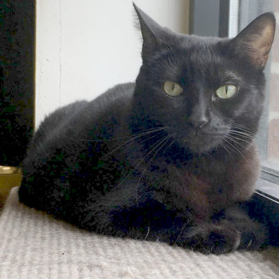 Willow is a lovely black female cat.