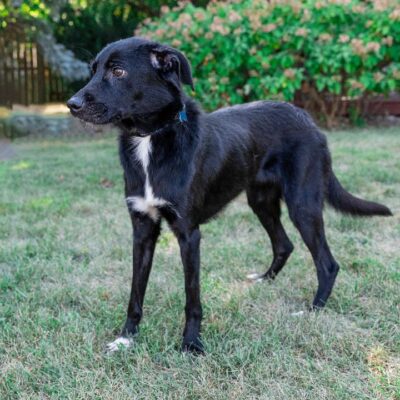 Lab Mix