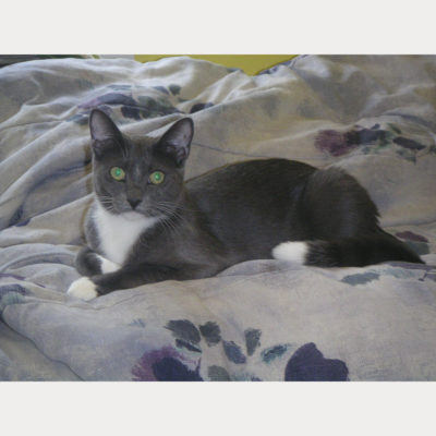 Colt is a handsome gray and white male.