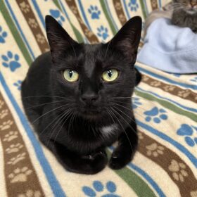 A buddy