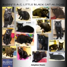 Image from the National Black Cat Appreciation Day event on August 17, 2019