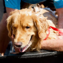 Image from the Dog Wash event on August 19, 2017
