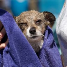 Image from the Dog Wash event on August 19, 2017