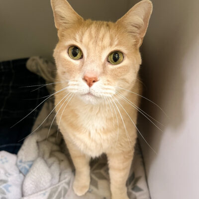 Odin is a large buff male. He arrived at Buddy with his housemates Zeus C4338 and Thor C4336.