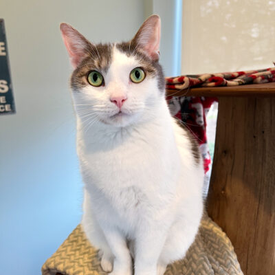 Gus is a friendly white male with gray markings