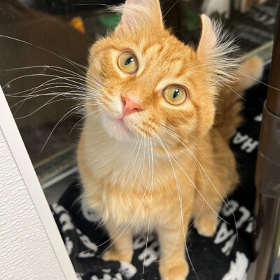 Handsome Friendly Boy