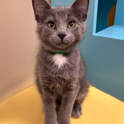 Sweet friendly boy