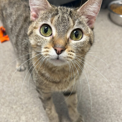 Friendly tabby