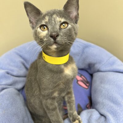 Sweet playful girl