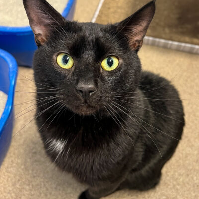 Chatty friendly boy