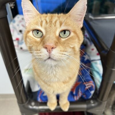 Rudy is an elusive orange male tabby.