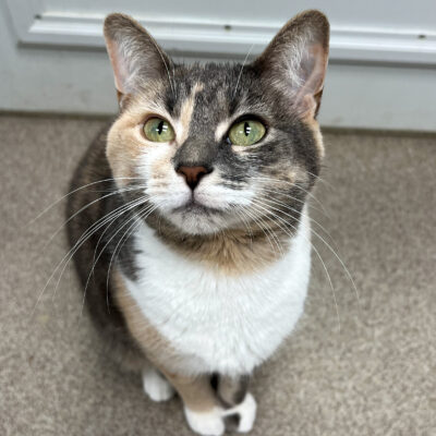 Friendly girl