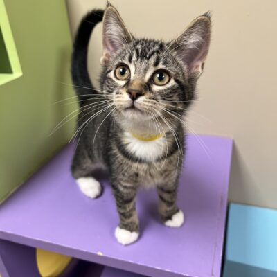 Friendly girl
