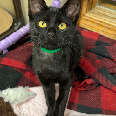 Independent friendly girl