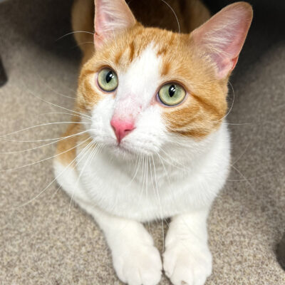 Friendly handsome boy