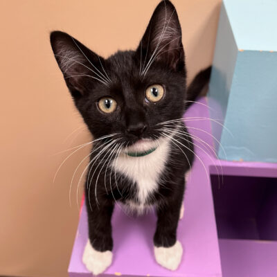 Sweet playful girl
