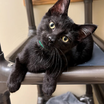 Friendly boy