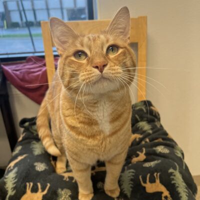 Friendly tabby