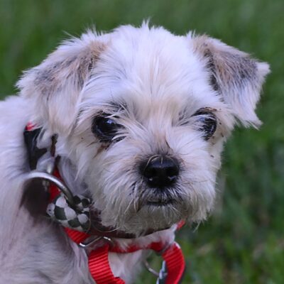 Yorkie mix