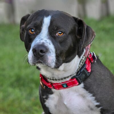 Terrier/Boxer mix