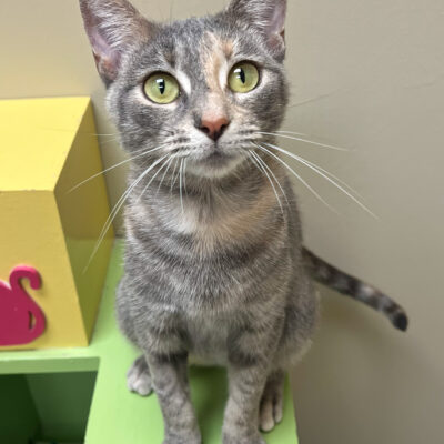 Chatty friendly girl