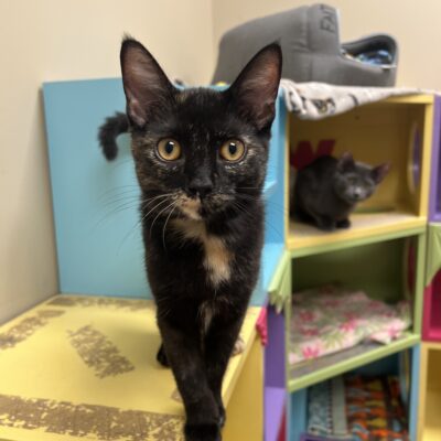 Chatty playful girl