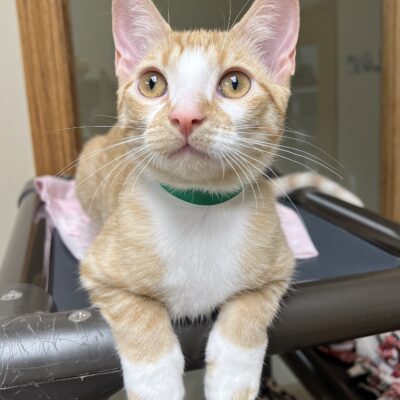Charming boy