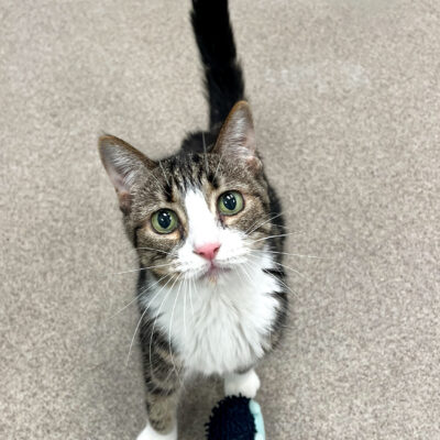 Senior lady looking for a quiet home.