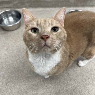 Shy handsome boy