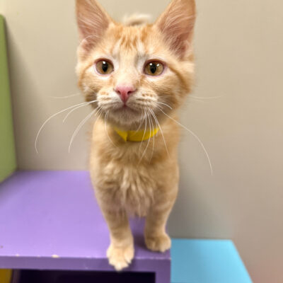 Friendly energetic girl