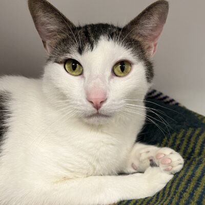 Must be adopted with Sparky