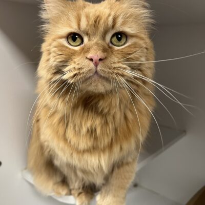 MUST BE ADOPTED WITH T.T.