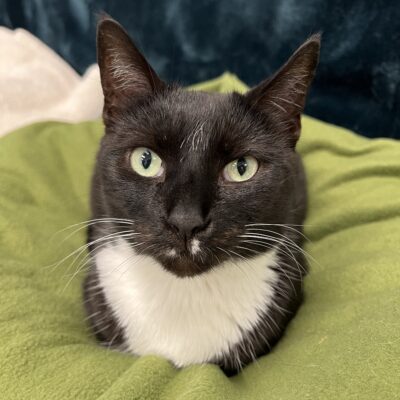 Lightning is an attractive black and white female.