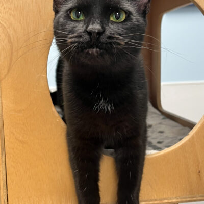 Shy but friendly girl