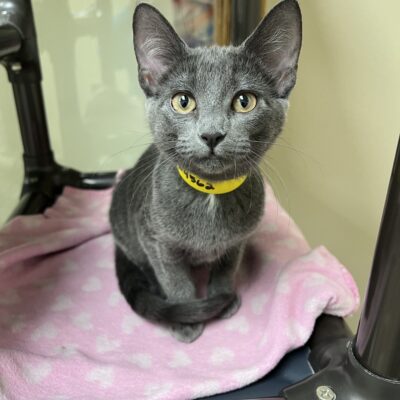 Energetic playful kitten