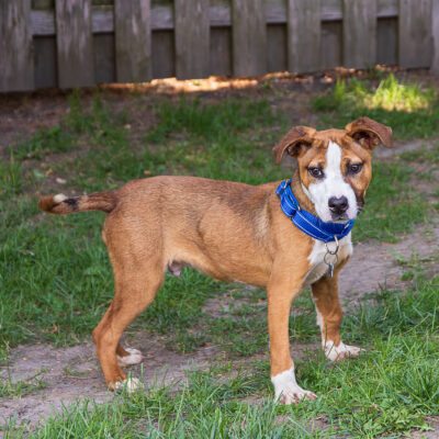 Boxer mix