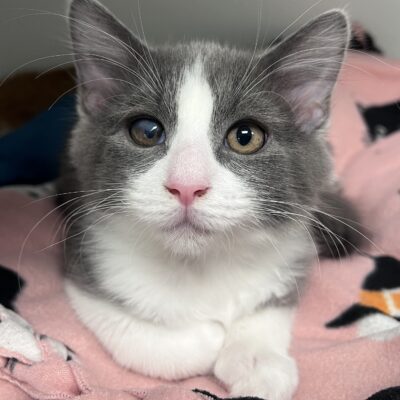 MUST BE ADOPTED WITH MACARENA