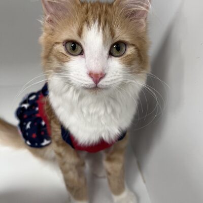 MUST BE ADOPTED WITH JITTERBUG