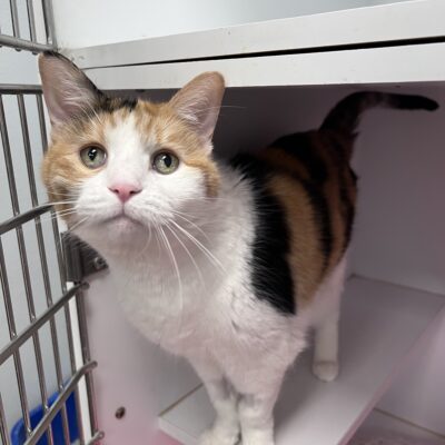 Holly is a friendly female calico.