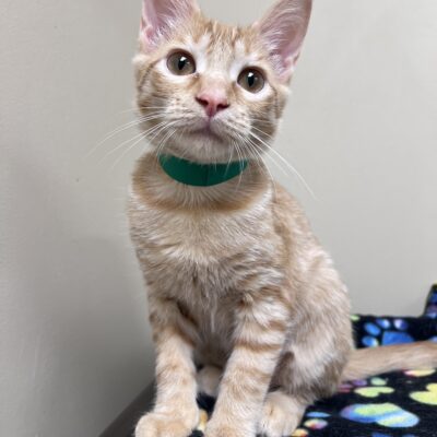 Friendly playful girl