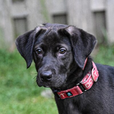 Lab mix