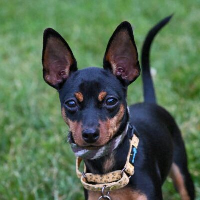 Miniature Pinscher mix